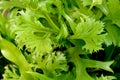 Fishtail Fern Microsorum Punctatum. Stock photo of forest plant