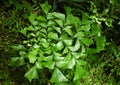 Fishtail Palm, caryota mitis palm leaf