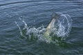 Fishtail with splashing after jumping fish in water. Area Trout salmon fishing