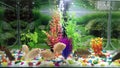 Fishtank, Oscars fish, small fishtank, underwater photograph, alpino oscar, tiger oscar