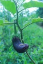 The Fisrt Eggplant in the Field Royalty Free Stock Photo