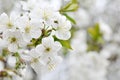 Fisrt spring cherry blossom flowers Royalty Free Stock Photo