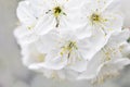 Fisrt spring cherry blossom flowers in the garden Royalty Free Stock Photo