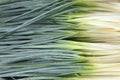 Fistular onion in the field,Liliaceae Royalty Free Stock Photo