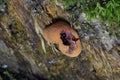 Fistulina hepatica is also fascinating from the standpoint of fungal morphology and evolution.