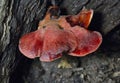 Fistulina hepatica is also fascinating from the standpoint of fungal morphology and evolution Royalty Free Stock Photo