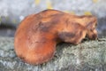 Fistulina hepatica- Beefsteak fungus