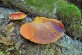 Fistulina hepatica mushroom Royalty Free Stock Photo