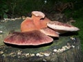 Fistulina hepatica mushroom Royalty Free Stock Photo