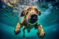 snorkeling dog fun pool vacation puppy swimming underwater water funny. Generative AI. Royalty Free Stock Photo