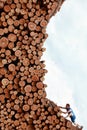 fit man climbing the pile of cut wooden logs