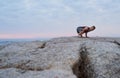 Fit man doing the eight angle pose by the ocean Royalty Free Stock Photo