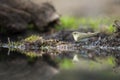 Fitis, Willow Warbler, Phylloscopus trochilus Royalty Free Stock Photo