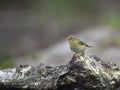 Fitis, Willow Warbler, Phylloscopus trochilus Royalty Free Stock Photo