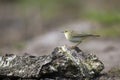 Fitis, Willow Warbler, Phylloscopus trochilus Royalty Free Stock Photo