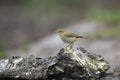 Fitis, Willow Warbler, Phylloscopus trochilus Royalty Free Stock Photo