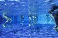 Fitness class doing aqua aerobics on exercise bikes in swimming pool resort hotel Royalty Free Stock Photo