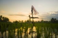 Fitness and friendship - young happy and attractive group of friends doing acro yoga workout in balance on rice field with