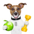 Fitness and healthy dog Royalty Free Stock Photo