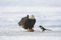 Fitting Bald Eagle and magpie Royalty Free Stock Photo