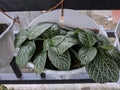 Fittonia Albivenis, beautiful undemanding interior plant with little green leaves and white veins