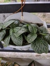 Fittonia Albivenis, beautiful undemanding interior plant with little green leaves and white veins Royalty Free Stock Photo