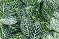 Fittonia Albivenis ground cover plant Royalty Free Stock Photo