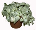 Fittonia albivenis houseplant