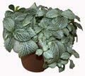 Fittonia albivenis houseplant