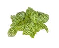 Fittonia green potted houseplant flower view from above isolated on white background