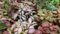 Close up Fittonia tropical house plant