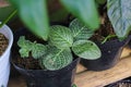 Fittonia houseplant with Multi-colored variegated leaves with silver streaks in the backyard