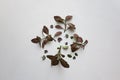 Fittonia leaf-tip cuttings and ceropegia woodii leaves compositio