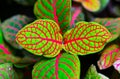 Fittonia (nerve plant) - ornamental plant with bright leaves with red veins