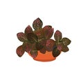 Fittonia with red leaves in a pot