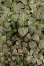 Fittonia tropical plant foliage