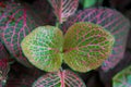 Fittonia verschaffeltii.