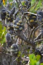 Fitzgerald River National Park, Banksia fruit