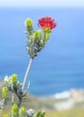 Coast Along the Fitzgerald River National Park Royalty Free Stock Photo