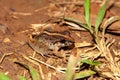 Fitzinger\'s robber frog, Craugastor fitzingeri Royalty Free Stock Photo