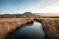 Calm river passing between rushes at Lozari in Corsica