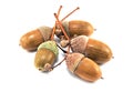 Five acorns Royalty Free Stock Photo