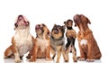 Five adorable dogs panting and looking up