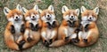 Five Adorable Fox Kits Sleeping Peacefully on Grass, Wildlife, Fox Cubs Napping Together Royalty Free Stock Photo