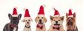 Five adorable little santa claus dogs