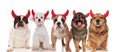 Five adorable puppies wearing red devil horns for halloween