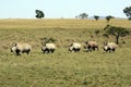 Five African rhinos run across the Savannah