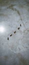 Five ants animal marching on the floor Royalty Free Stock Photo