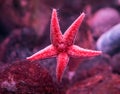 Five arm starfish sea star holds to glass Royalty Free Stock Photo