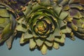 Five Artichokes on a green tray n a kitchen Israel.